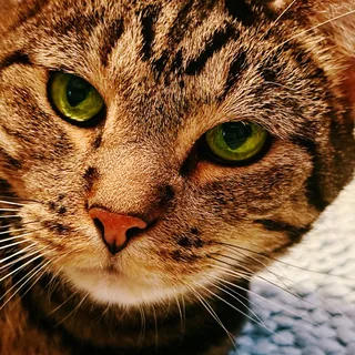 A tabby cat with green eyes