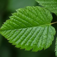 Fresh green leaves
